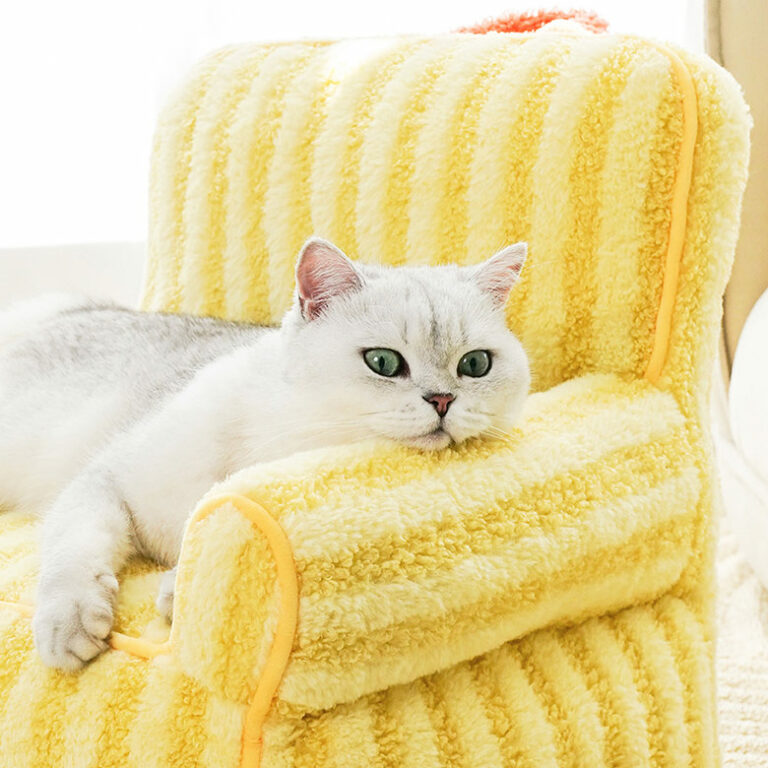 Beautiful short hair cat lying on the sofa at home Stock Photo - Alamy