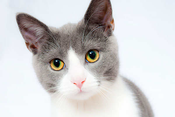 Comprender el impacto del síndrome del punto láser en los gatos