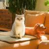 Lightning Cat & Dachshund Rushes Pet Cooling Mat