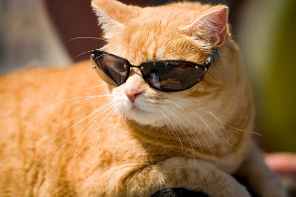 Beat the Heat! Here’s How to Keep Cats Cool in Summer