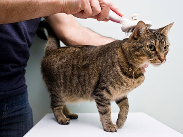 Man holds a grooming brush on top of a grey tabby cat's fur