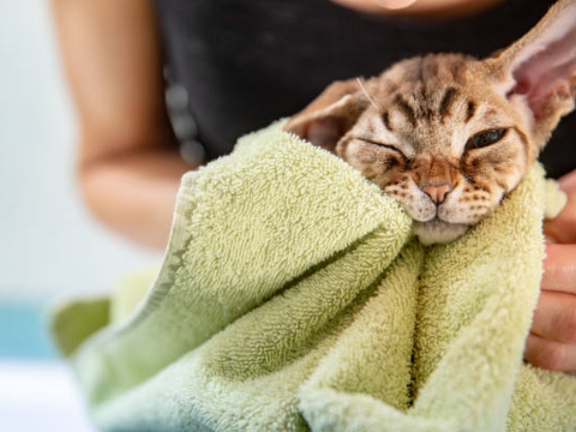 Cute Devon Rex cat in bath towel