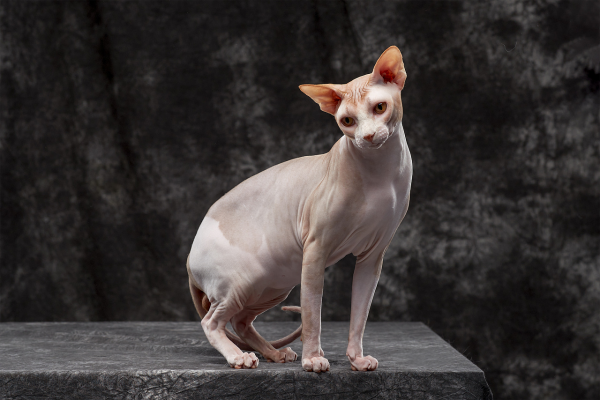 Do Sphynx Cats Have Whiskers? Facts About This Furless Breed