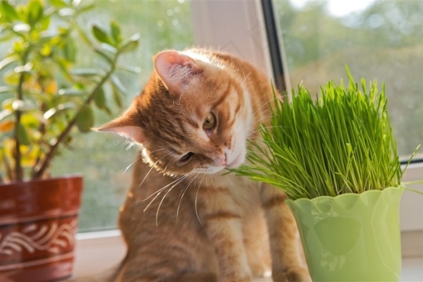 Cat Grass vs. Catnip: The Differences & Advantages