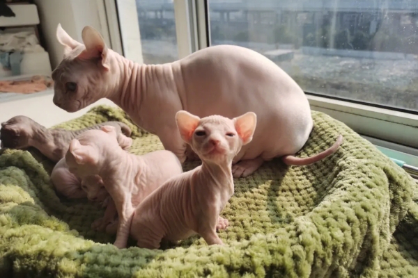 Sphynx Cat Life Expectancy – Do They Live a Long Life?