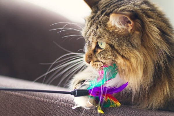 Ginger Maine Coon Cat playing with feather toy.