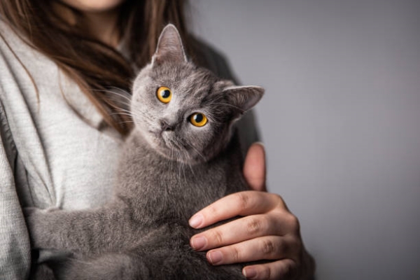 Understanding Grey Cat Personality Traits and Breeds