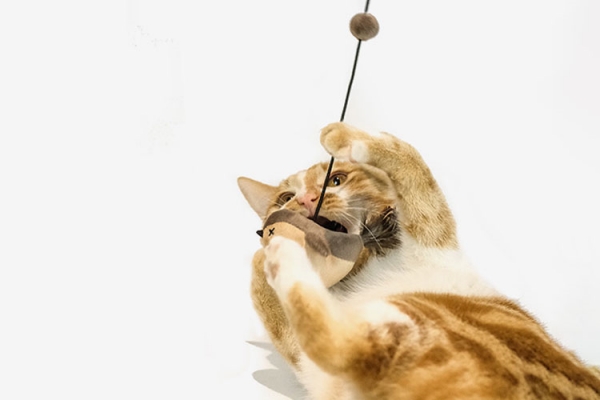 Best Cat Toys for Older Cats Keeping Them Active Healthy ZezeLife