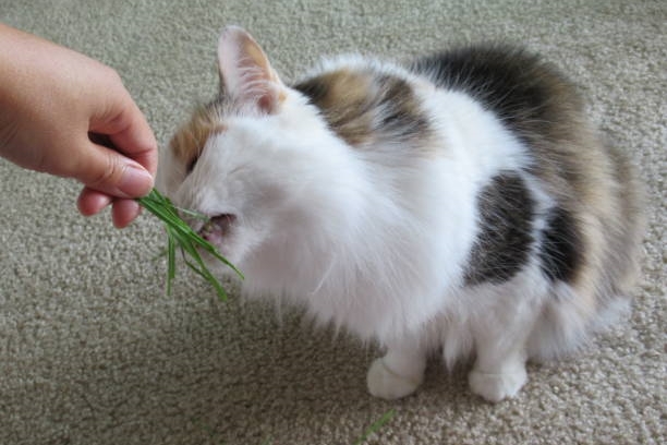 Long haired calico cat eating cat grass.