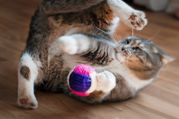 Best Cat Toys for Older Cats Keeping Them Active Healthy ZezeLife