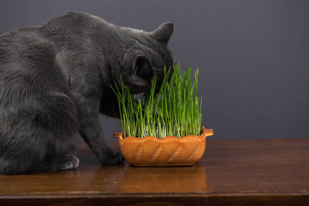 Chartreux cat eating wheat grass on gray background