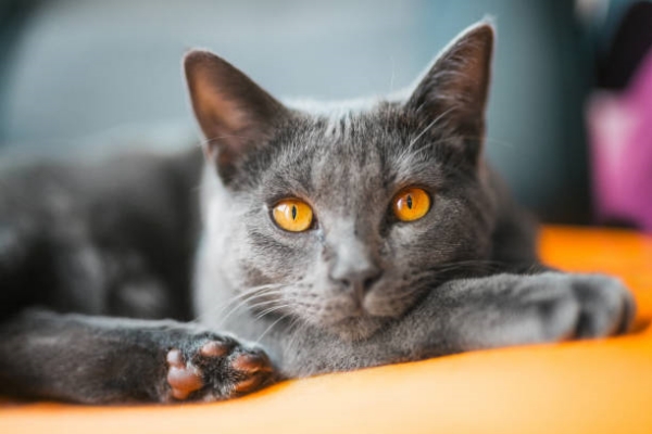 Chartreux cat lying on a chair