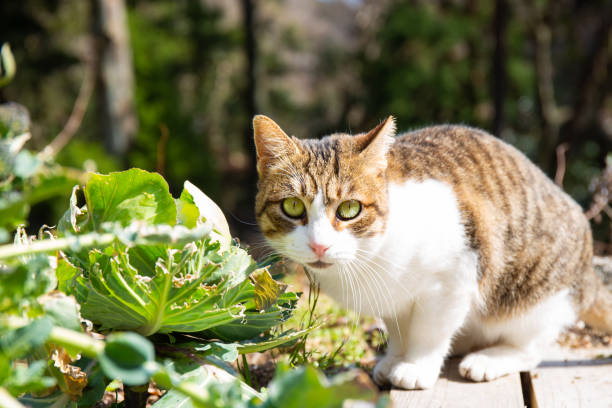 A mixed breed cat outside in a garden relaxing.