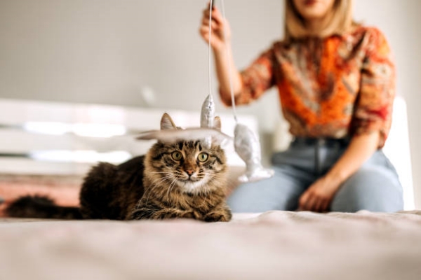 Young casually clothed woman playing with her cat in the bedroom