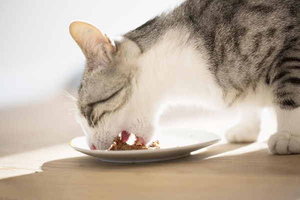 A Guide to the Best Cat Food Bowls for Happy & Healthy Cats