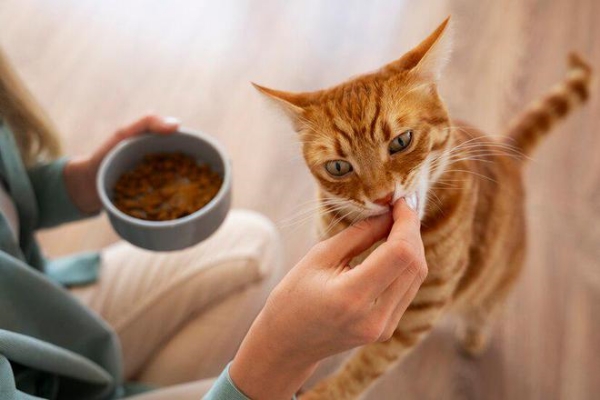 Cat food dish for messy eaters best sale