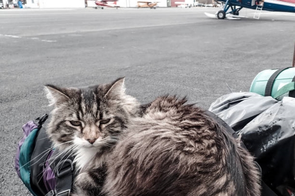 Tabby cat relaxing on a backpack. Closeup