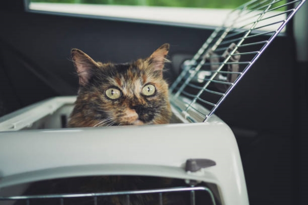 Cat peeking out of the transport box, traveling