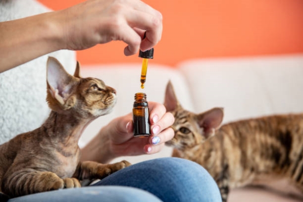 Female Pet Owner Giving Her Cat CBD Oil Drops as Alternative Therapy.