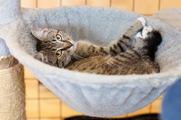 tabby cat lying relaxed on back in gray hammock, sideview