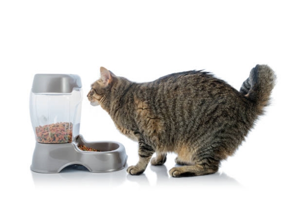 Beautiful feline cat eating on a gravity refillable cat feeder.