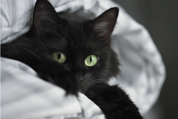 Clever Names for Black Cats – A Pretty Purrfect Guide