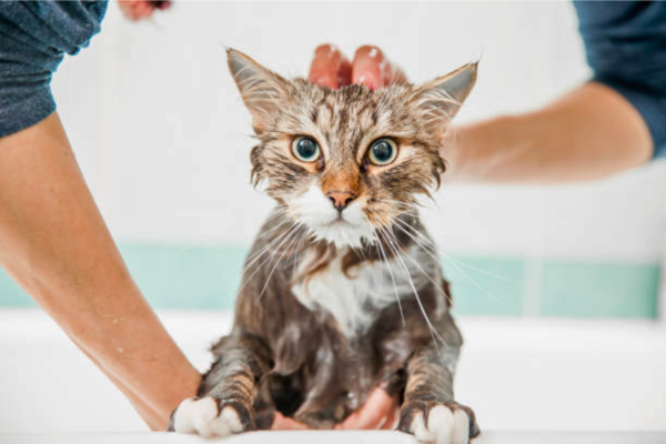 How Do You Bathe a Cat Who Hates Water: A Stress-Free Guide