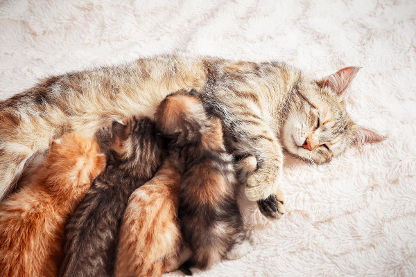 Why Do Cats Have Different Colored Kittens? Secrets Unfold