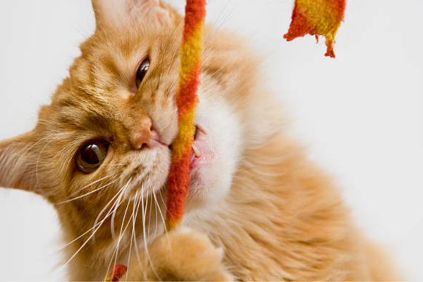 The Best Chew Toys for Cats to Keep Them Happy & Healthy