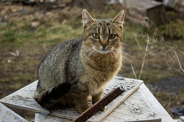 The Great Feline Debate: Do Cats Prefer Warm or Cold?