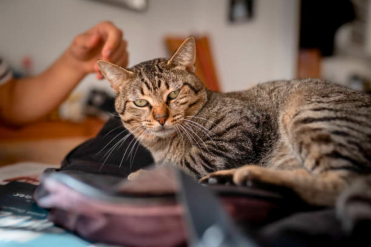 Where Can I Leave My Cat While on Vacation? 4 Best Options